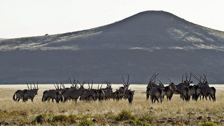 Desert Rhino Camp - Oryx